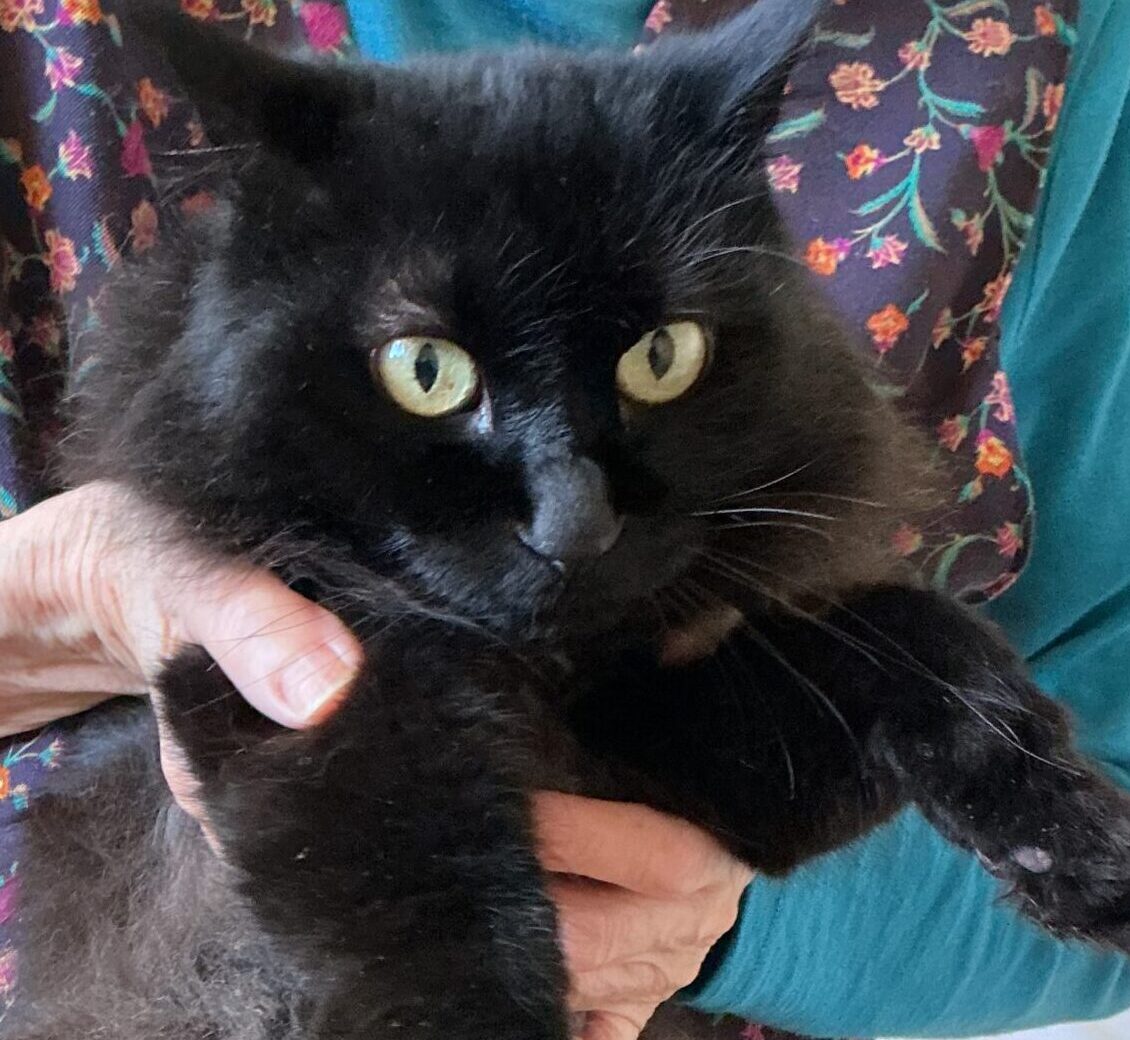 はぁとWAN　かわいい～黒猫ちゃん😻😻　｜　弘前市の住宅型有料老人ホーム