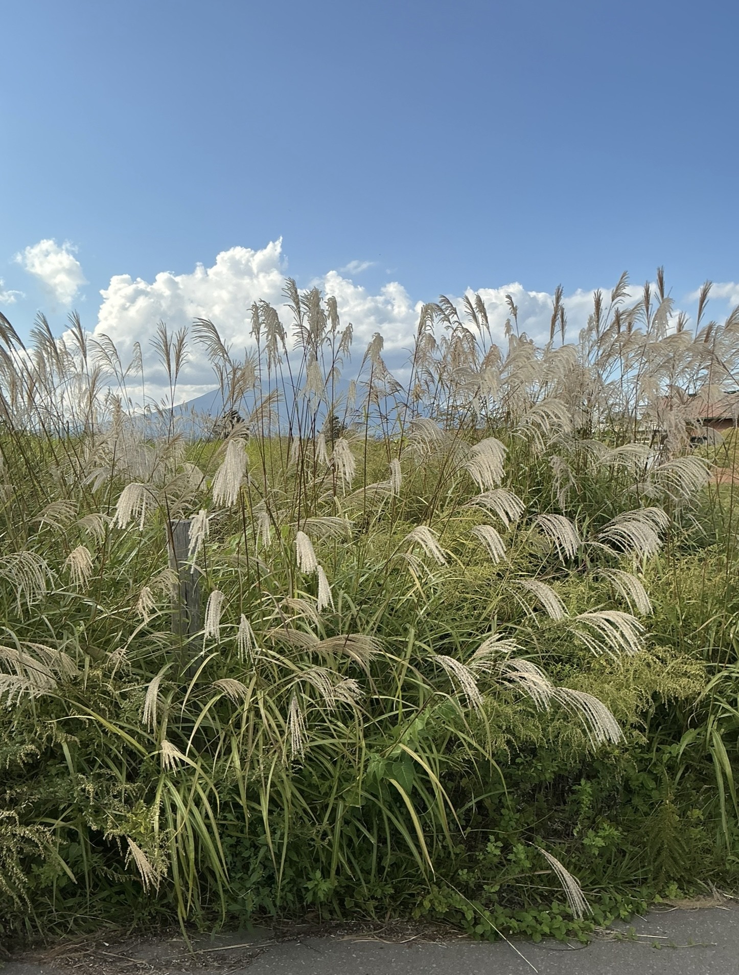 はぁとWAN　🍁🍁お散歩🍁🍁　｜　弘前市の住宅型有料老人ホーム