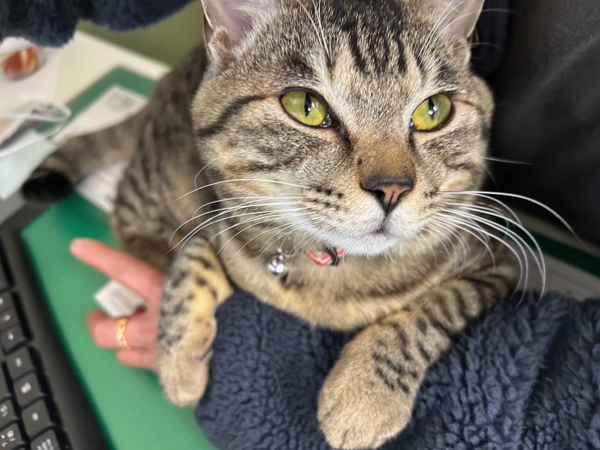 はぁとWAN　ペット紹介　第一弾！　🐕😸　｜　弘前市の住宅型有料老人ホーム